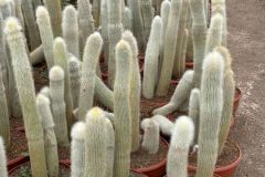 IMG-20241113-WA0082_WM