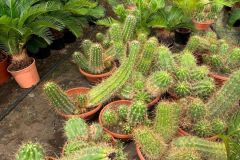 IMG-20241113-WA0083_WM