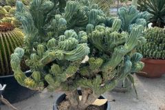 IMG-20241113-WA0090_WM