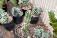 IMG-20241113-WA0096_WM