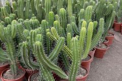 IMG-20241113-WA0097_WM