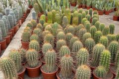 IMG-20241113-WA0099_WM