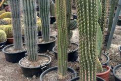 IMG-20241113-WA0104_WM