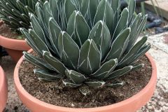 IMG-20241113-WA0107_WM