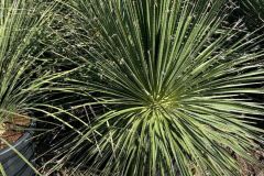 IMG-20241113-WA0109_WM