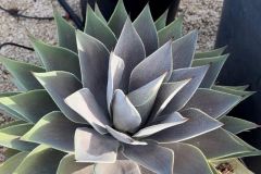 IMG-20241113-WA0112_WM