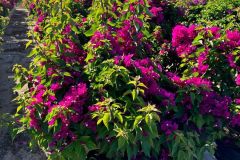 IMG-20241113-WA0115_WM