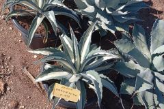 IMG-20241113-WA0118_WM