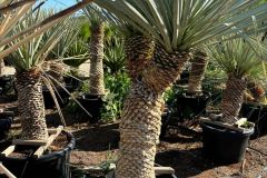 IMG-20241113-WA0119_WM