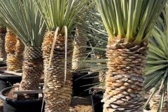 IMG-20241113-WA0120_WM