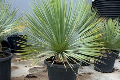 IMG-20241113-WA0121_WM