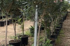 IMG-20241113-WA0126_WM