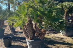 IMG-20241113-WA0153_WM