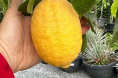 IMG-20241113-WA0161_WM