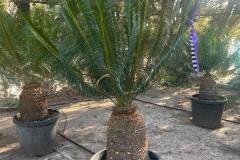 IMG-20241127-WA0001_WM