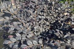 IMG-20241127-WA0002_WM