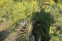 IMG-20241127-WA0016_WM