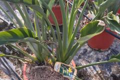 IMG-20241127-WA0018_WM