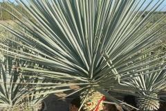 IMG-20241127-WA0022_WM