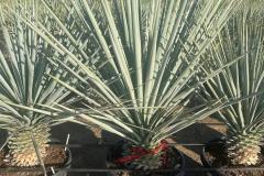 IMG-20241127-WA0023_WM