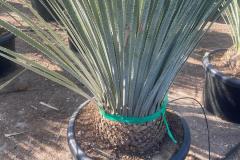 IMG-20241127-WA0024_WM