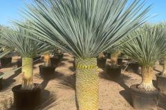 IMG-20241127-WA0026_WM