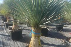 IMG-20241127-WA0027_WM