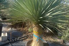 IMG-20241127-WA0028_WM