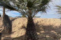 IMG-20241127-WA0030_WM