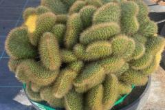 IMG-20241127-WA0039_WM