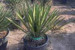 IMG-20241127-WA0040_WM
