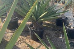IMG-20241127-WA0041_WM